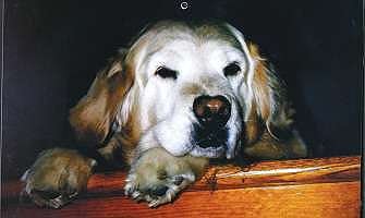 brandy.jpg (8949 bytes)