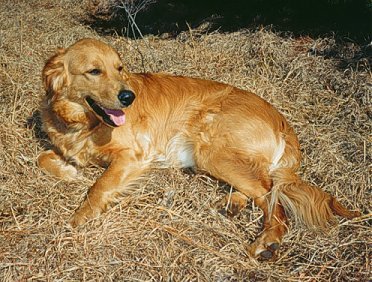 wheat.jpg (48294 bytes)