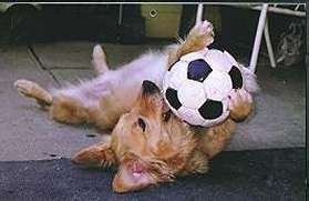 Cheyenne.jpg (8618 bytes)