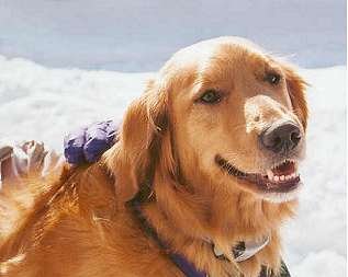 cubbie.jpg (10451 bytes)