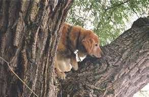 jake.jpg (13180 bytes)