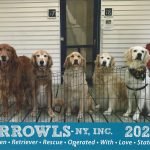 GRROWLS 2022 Golden Retriever Calendar