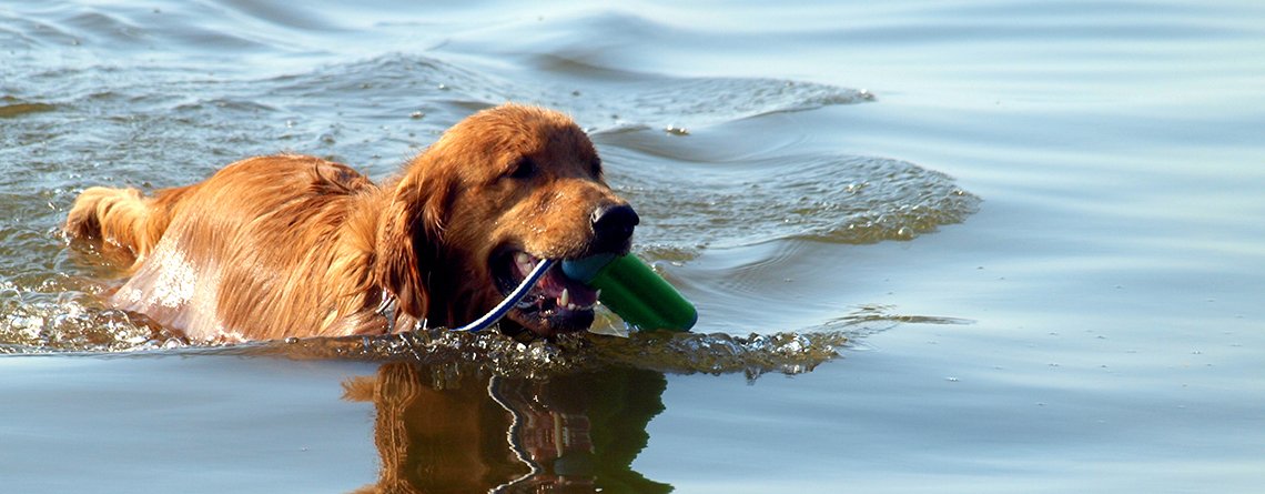 Finding Goldens Their Forever Homes!